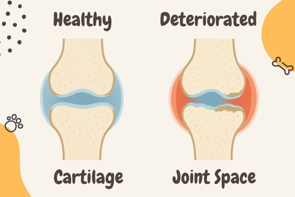 Side-by-side diagram of a healthy vs. worn-out dog joint showing cartilage thickness and joint spacing.
