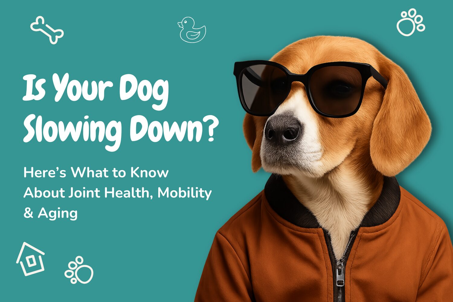 representing healthy mobility and joint care in aging dogs.