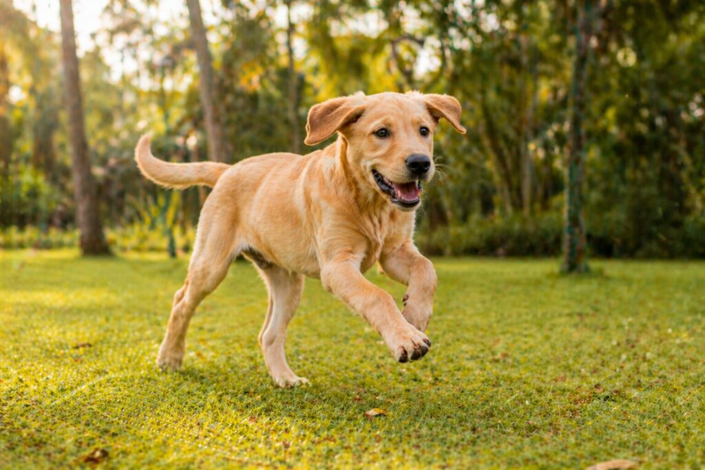 Energetic 5-month-old Labrador puppy running in an Indian park during morning walk — growth spurt stage