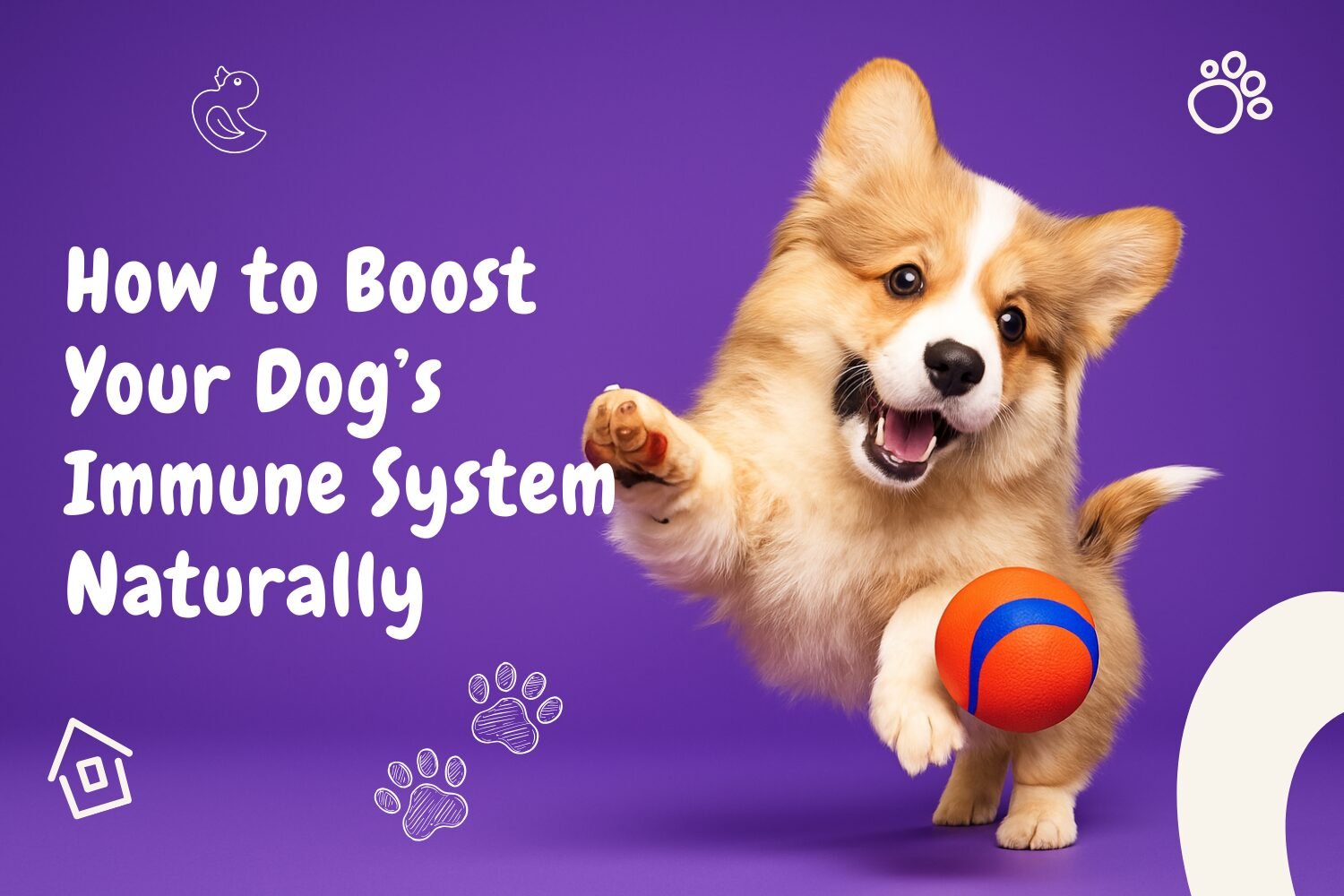 Happy healthy dog playing, symbolizing strong immune system through natural care