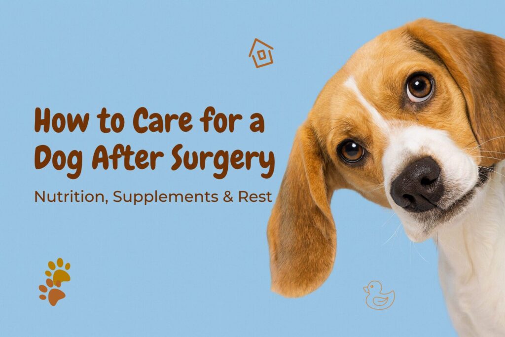 Beagle looking curious with the text “How to Care for a Dog After Surgery – Nutrition, Supplements & Rest